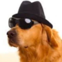 user's avatar