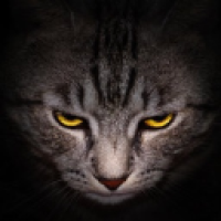 user's avatar