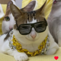user's avatar