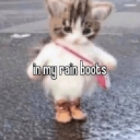 user's avatar