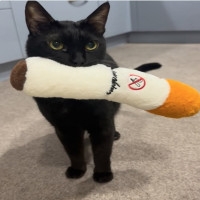 user's avatar