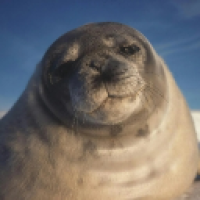 user's avatar