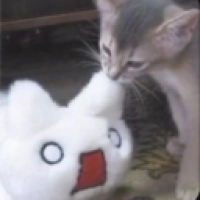 user's avatar