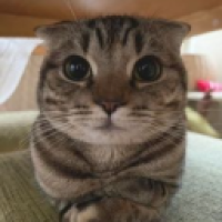 user's avatar