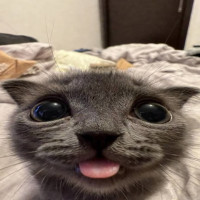 user's avatar
