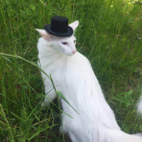 user's avatar