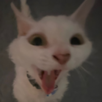 user's avatar