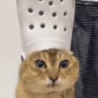 user's avatar