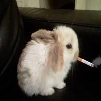 user's avatar