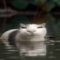 user's avatar
