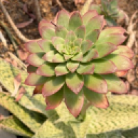 user's avatar