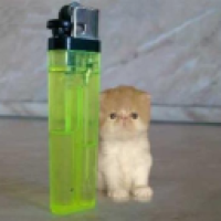 user's avatar