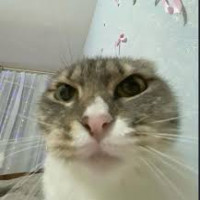 user's avatar
