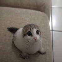 user's avatar