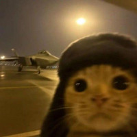 user's avatar