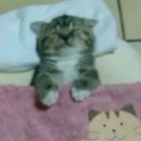 user's avatar