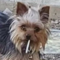 user's avatar