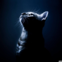 user's avatar
