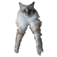 user's avatar