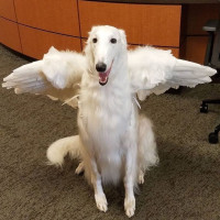 user's avatar