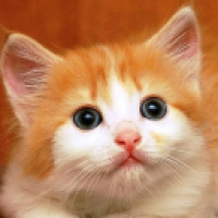 user's avatar