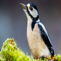 user's avatar