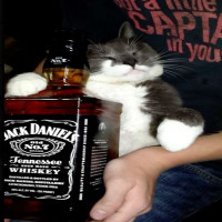 user's avatar