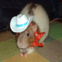 user's avatar