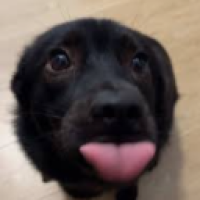 user's avatar