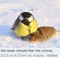 user's avatar