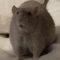 user's avatar