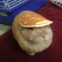 user's avatar