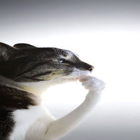 user's avatar
