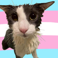 user's avatar