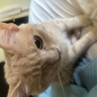 user's avatar