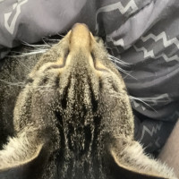 user's avatar