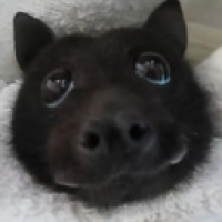 user's avatar