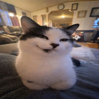 user's avatar