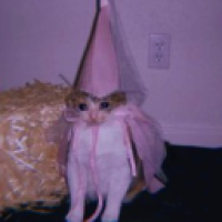 user's avatar