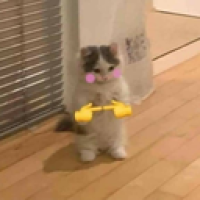user's avatar