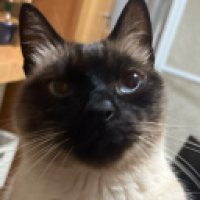 user's avatar