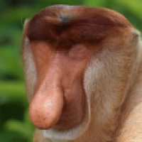 user's avatar
