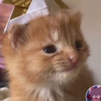 user's avatar