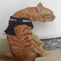 user's avatar