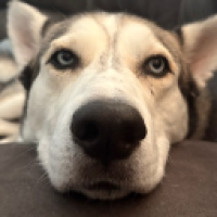 user's avatar