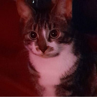 user's avatar