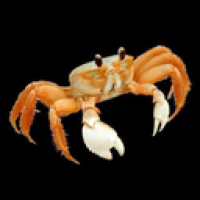 user's avatar