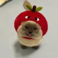 user's avatar