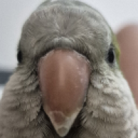user's avatar