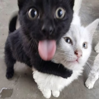 user's avatar